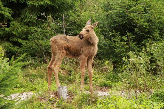Isaberg Moose Park