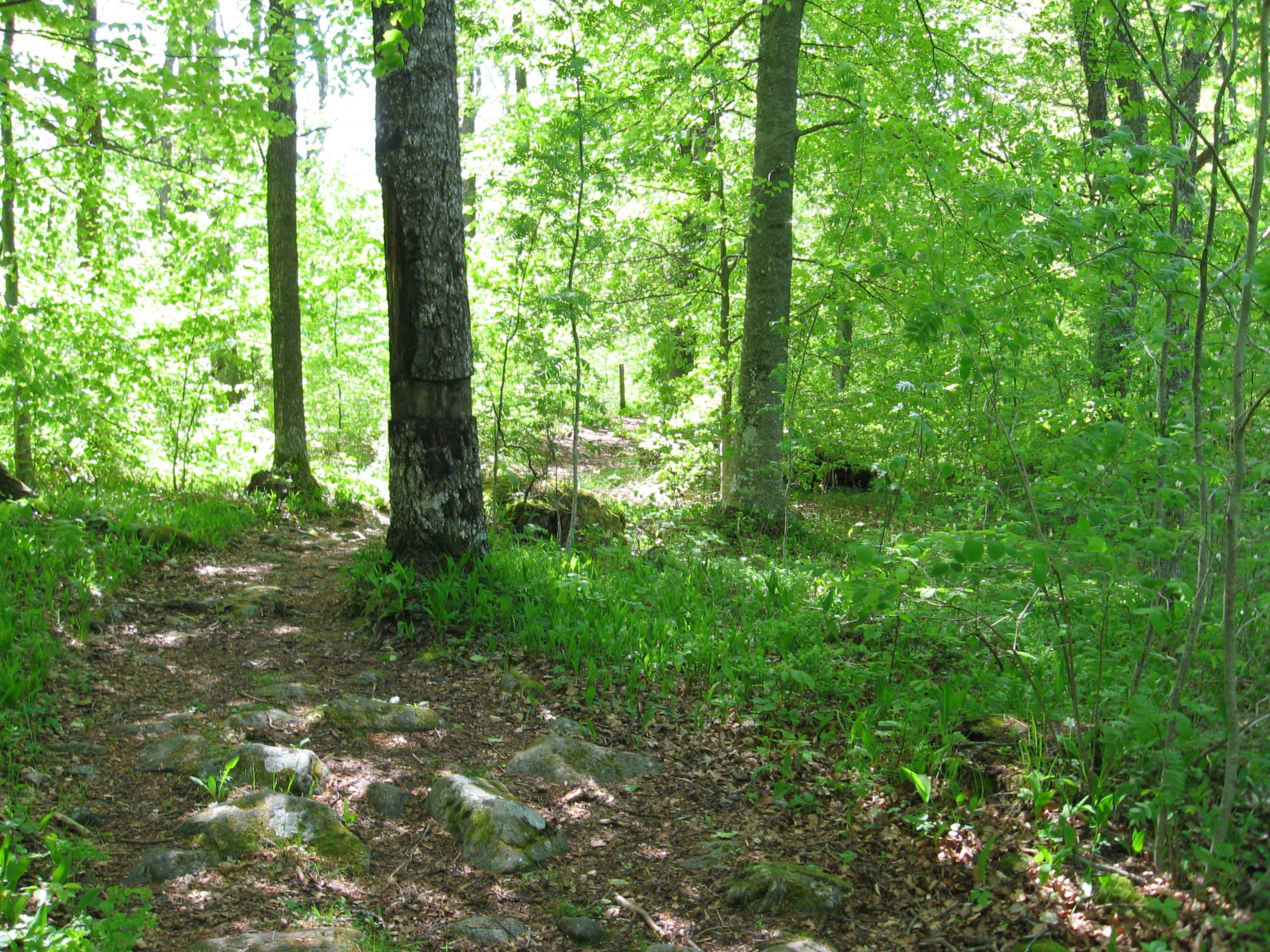 Surö bokskog